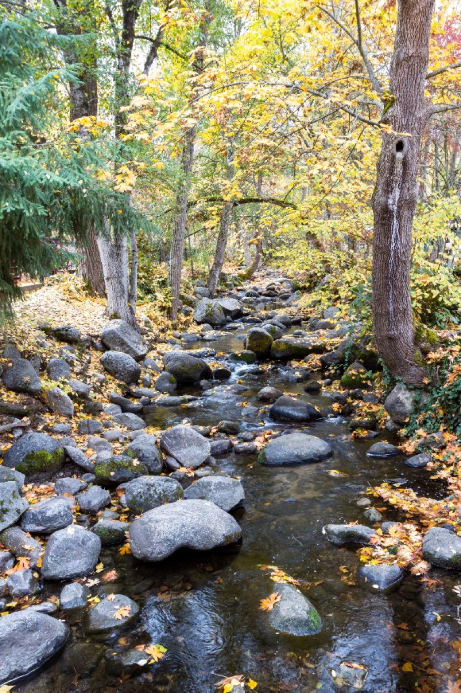 Autumn creek and maple leaves in Lithia Park