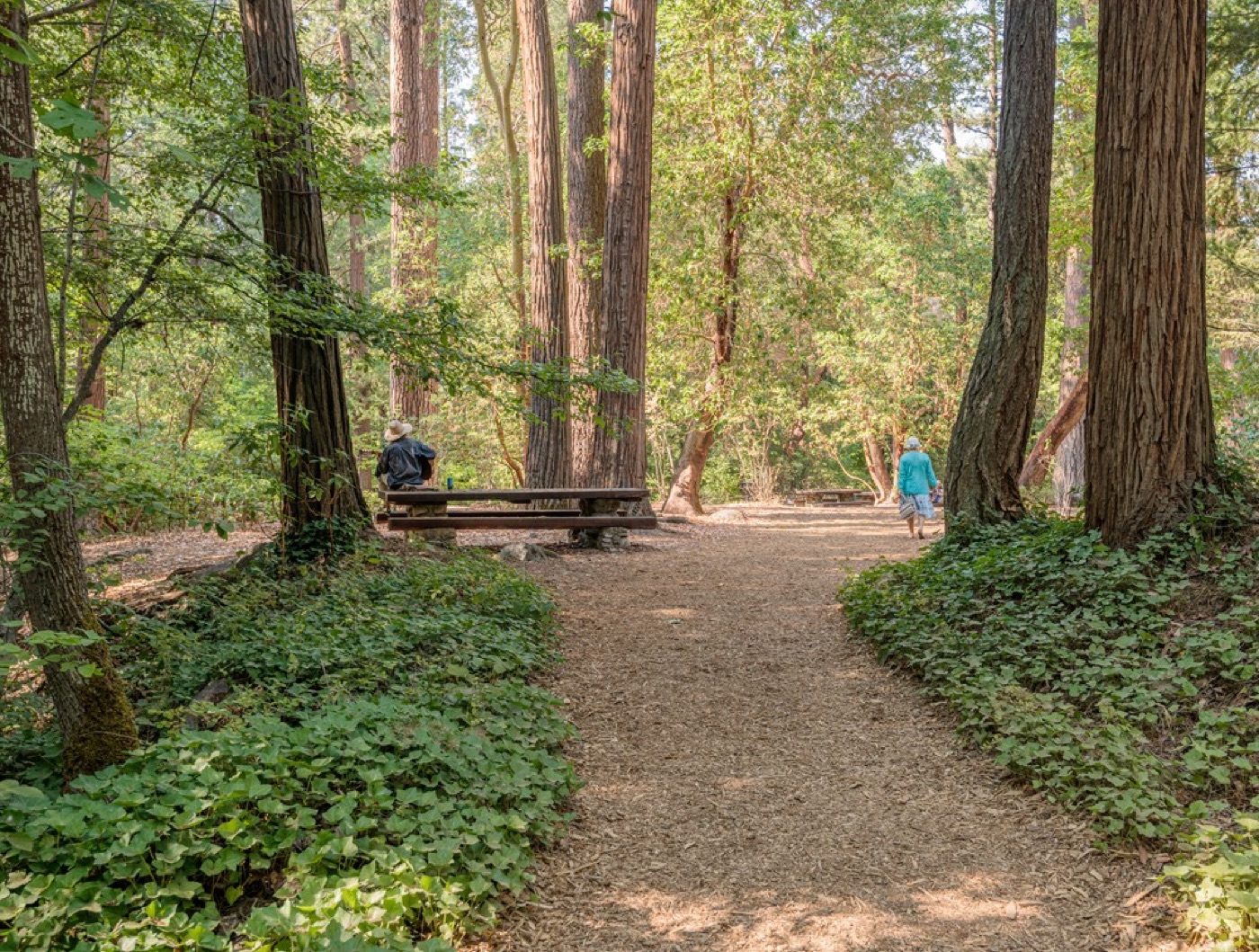 A quiet afternoon on a wooded path in Lithia Park